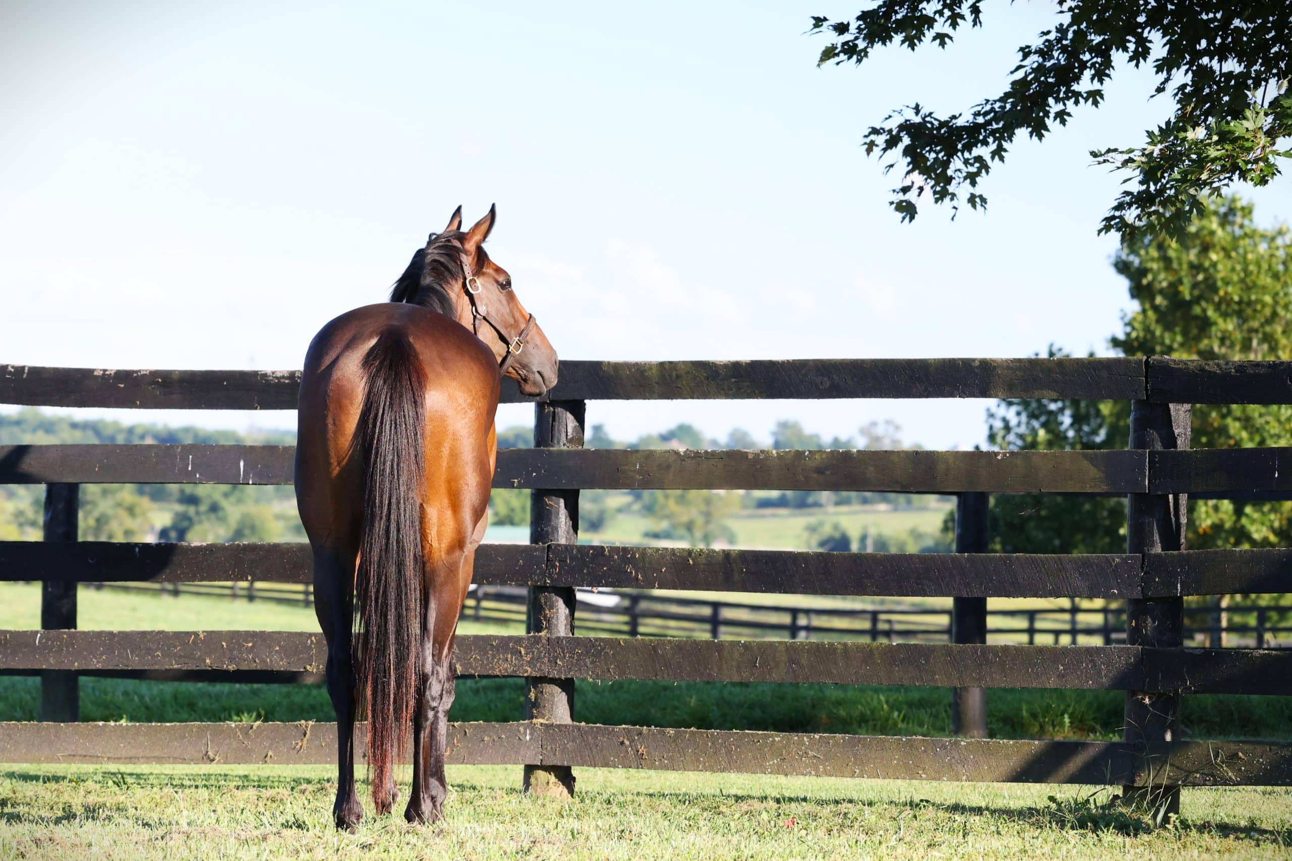 Featured image for “Racehorse Vacations”