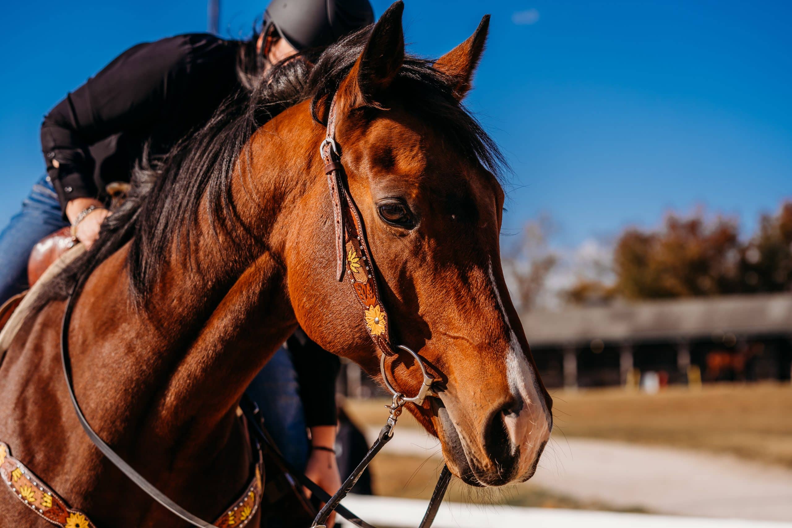 Featured image for “Bitting Up Your OTTB”