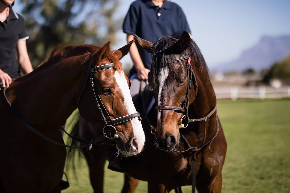 Featured image for “Biosecurity Tips for Traveling OTTBs”