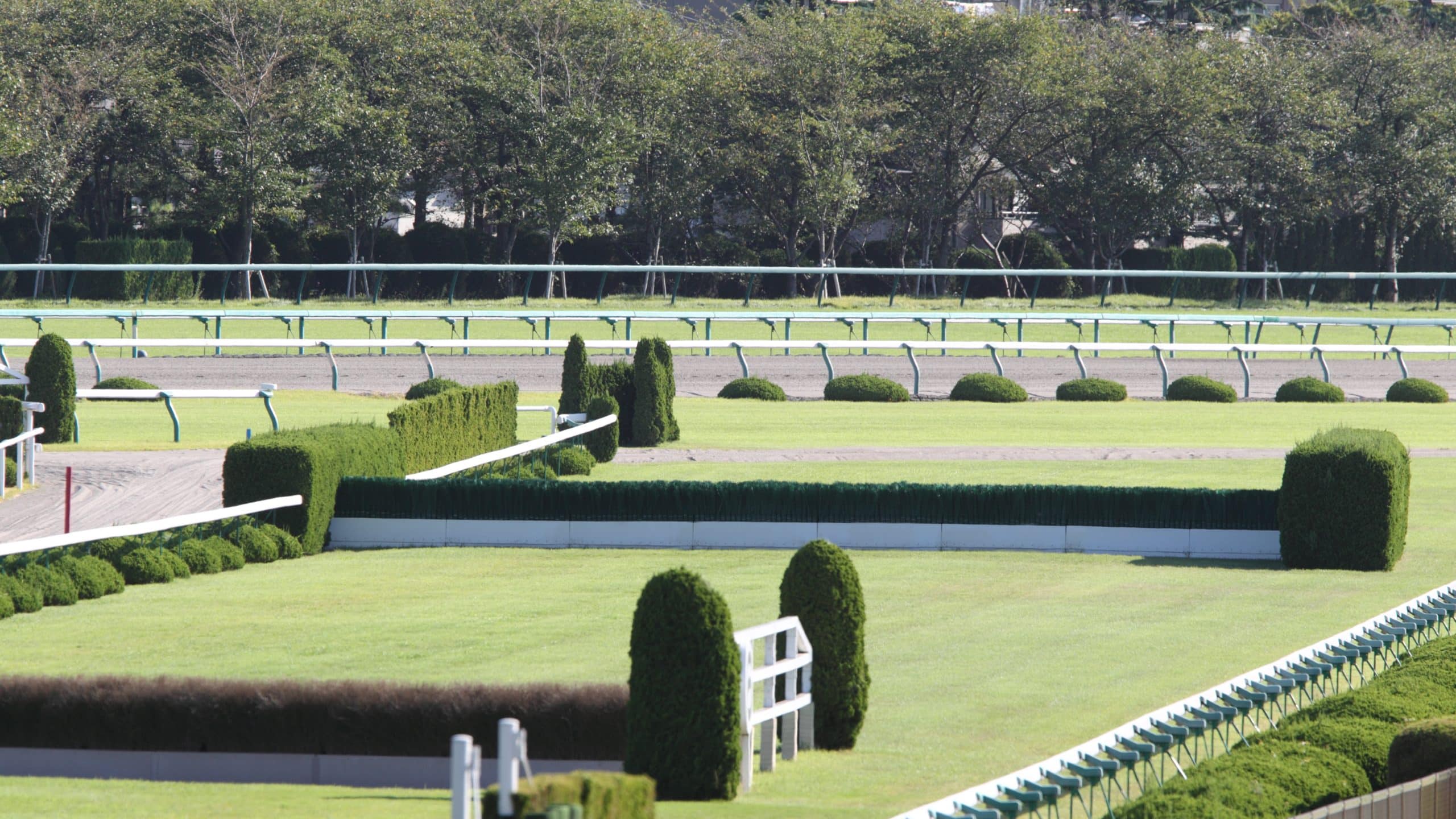 Featured image for “Training Steeplechase Horses”