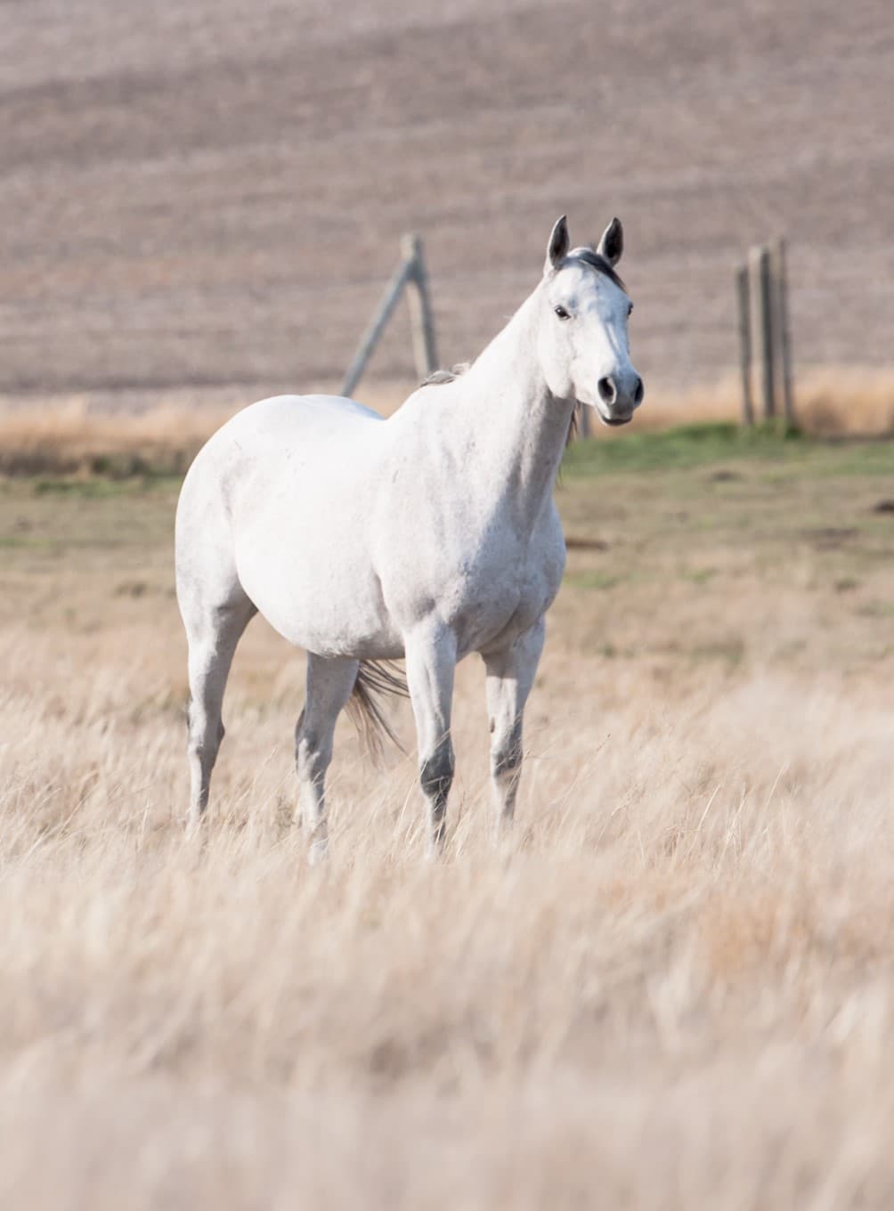 Appaloosa horse] - The Portal to Texas History