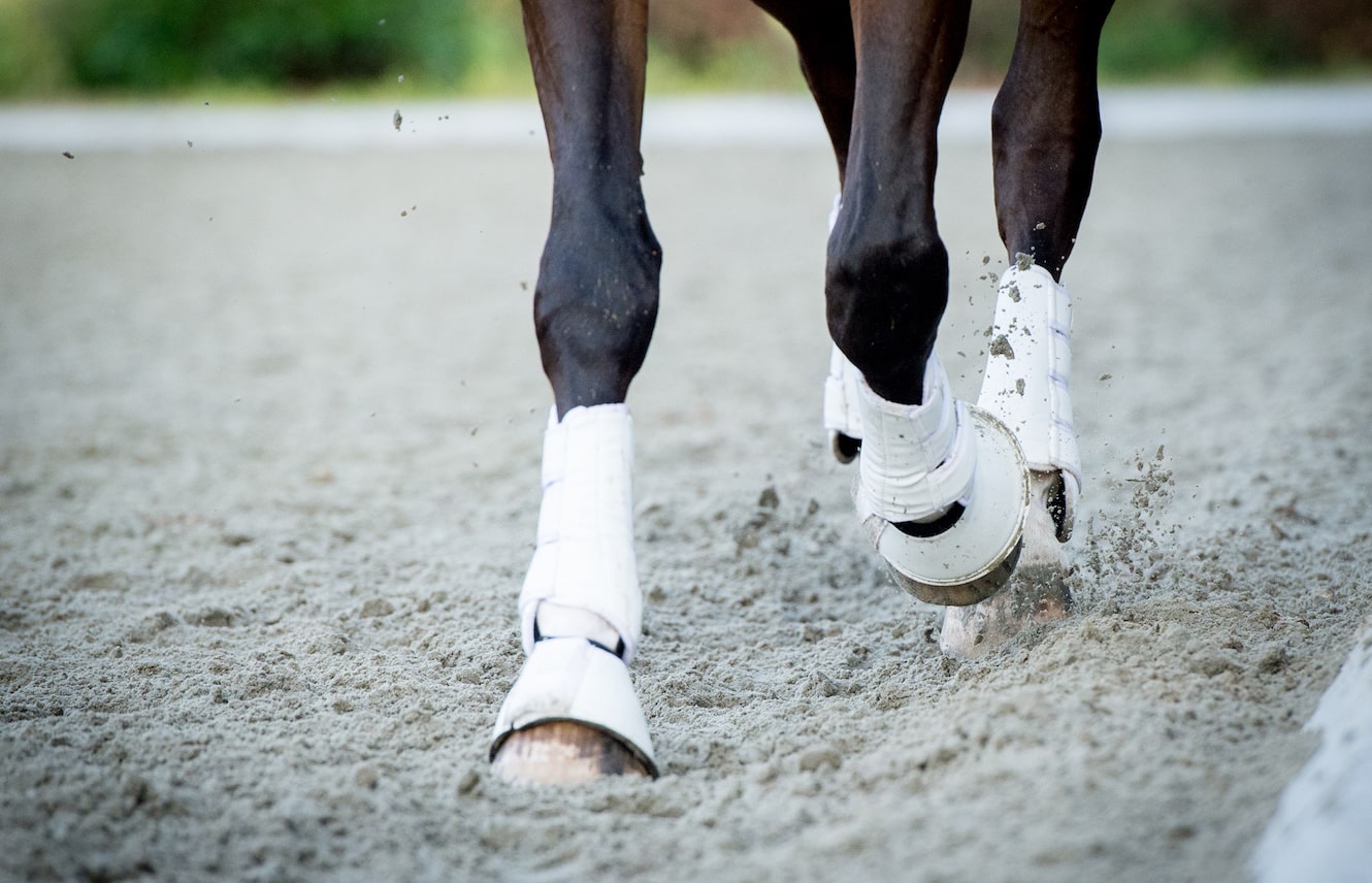 Featured image for “4 Tips for Healthy Thoroughbred Hooves”