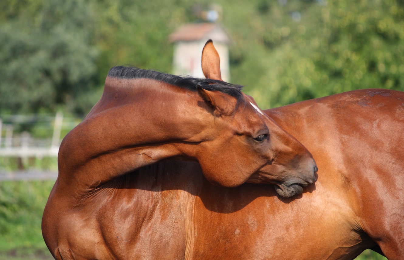 Featured image for “Reducing Colic Risk”