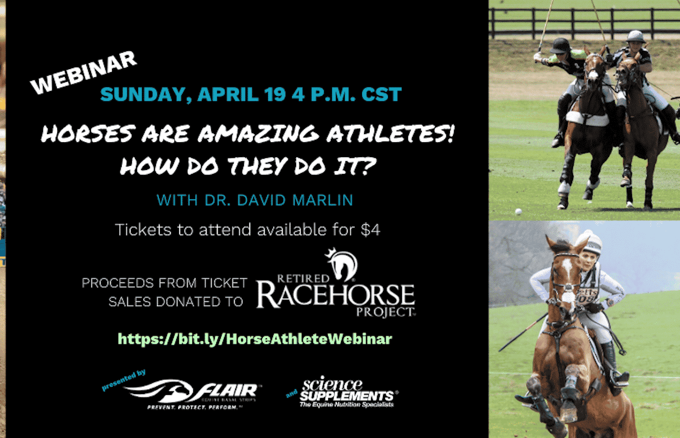 Featured image for “Webinar on the Amazing Athletic Ability of the Horse”