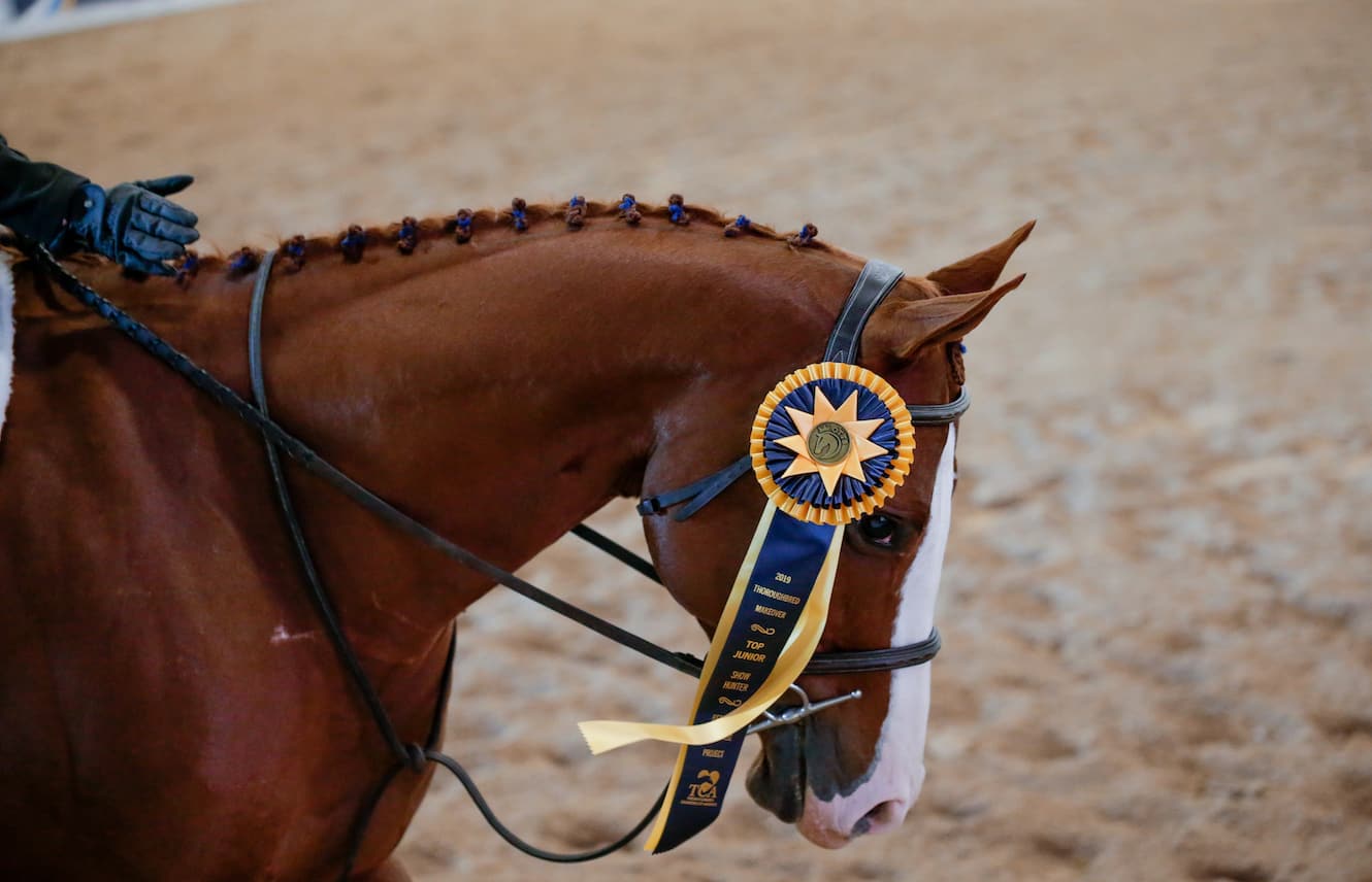 Featured image for “2020 Thoroughbred Makeover and National Symposium Postponed to 2021”