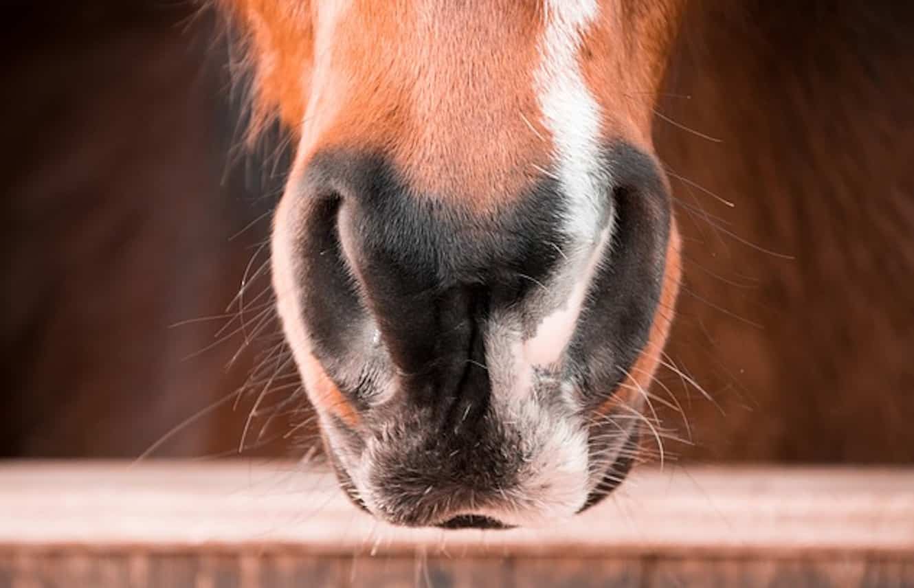 Featured image for “Webinar: Innovations in Equine Asthma, Part II”