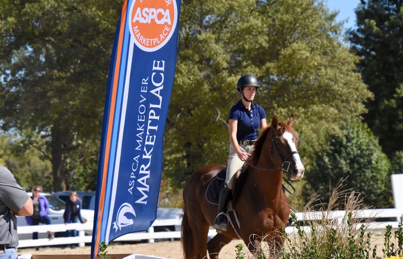 Featured image for “RRP Wins ASPCA Equine Welfare Award”