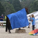 Featured image for “The Retired Racehorse Project at Breyerfest”