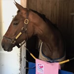 Featured image for “Connections of Kentucky Oaks Hopeful Chocolate Martini to Donate Percentage of Purse Earnings to RRP”