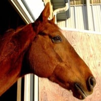 Featured image for “Smoken Legacy: A Thoroughbred Makeover Detour”