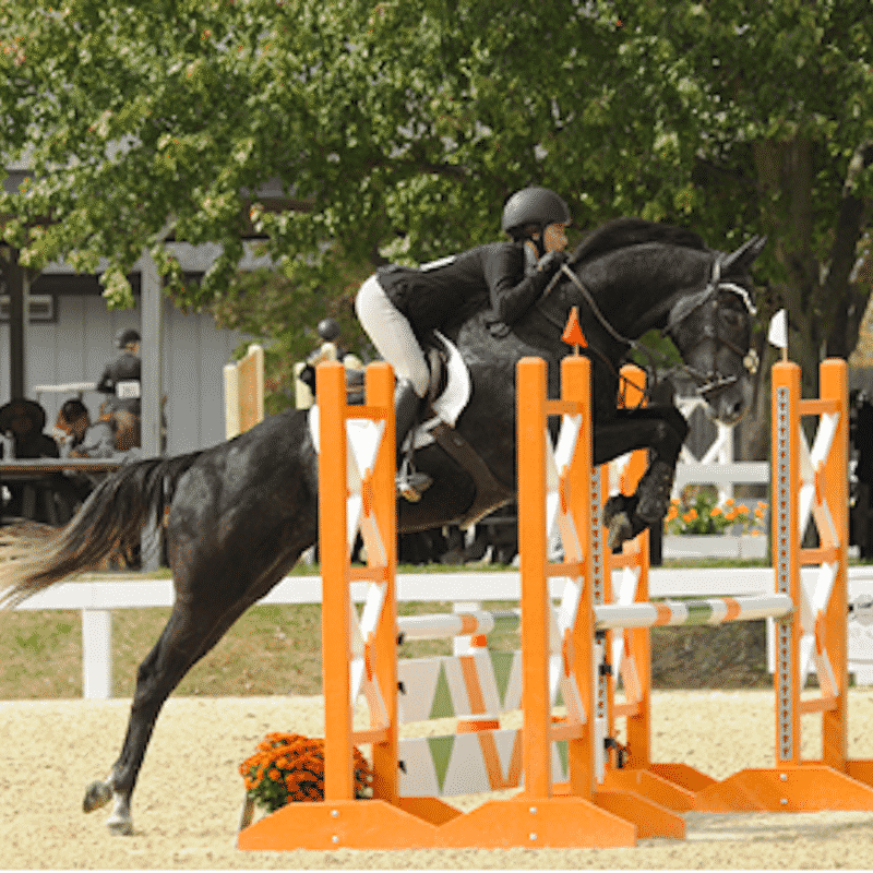 Featured image for “Thoroughbred Makeover Applications Open”