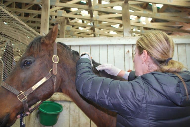 Microchipping Your Horse Retired Racehorse Project