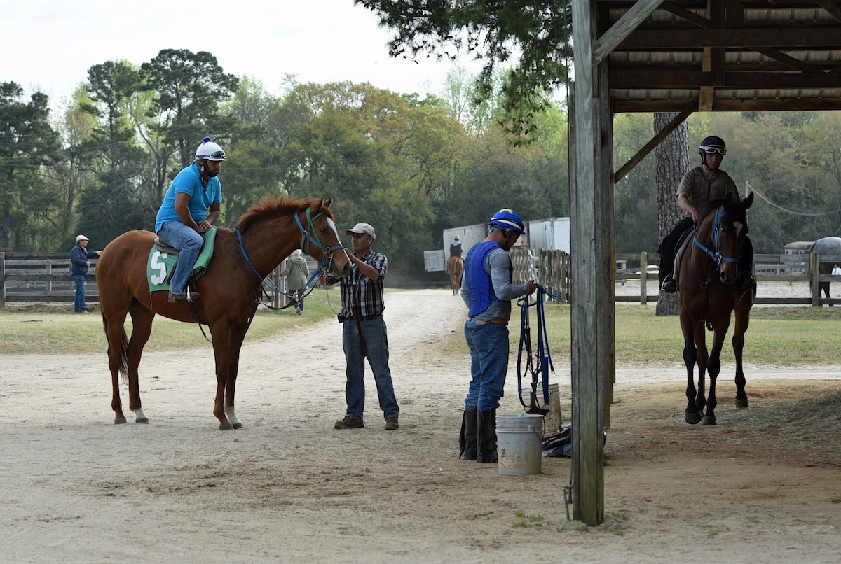 Featured image for “Grooming on the Track”