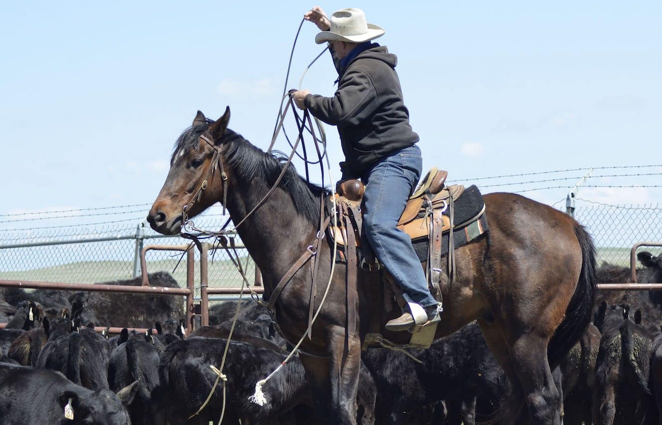 Featured image for “Going Western”