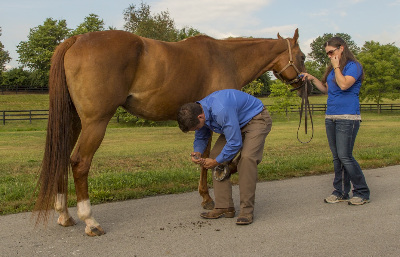Featured image for “Dealing With Hoof Abscesses”