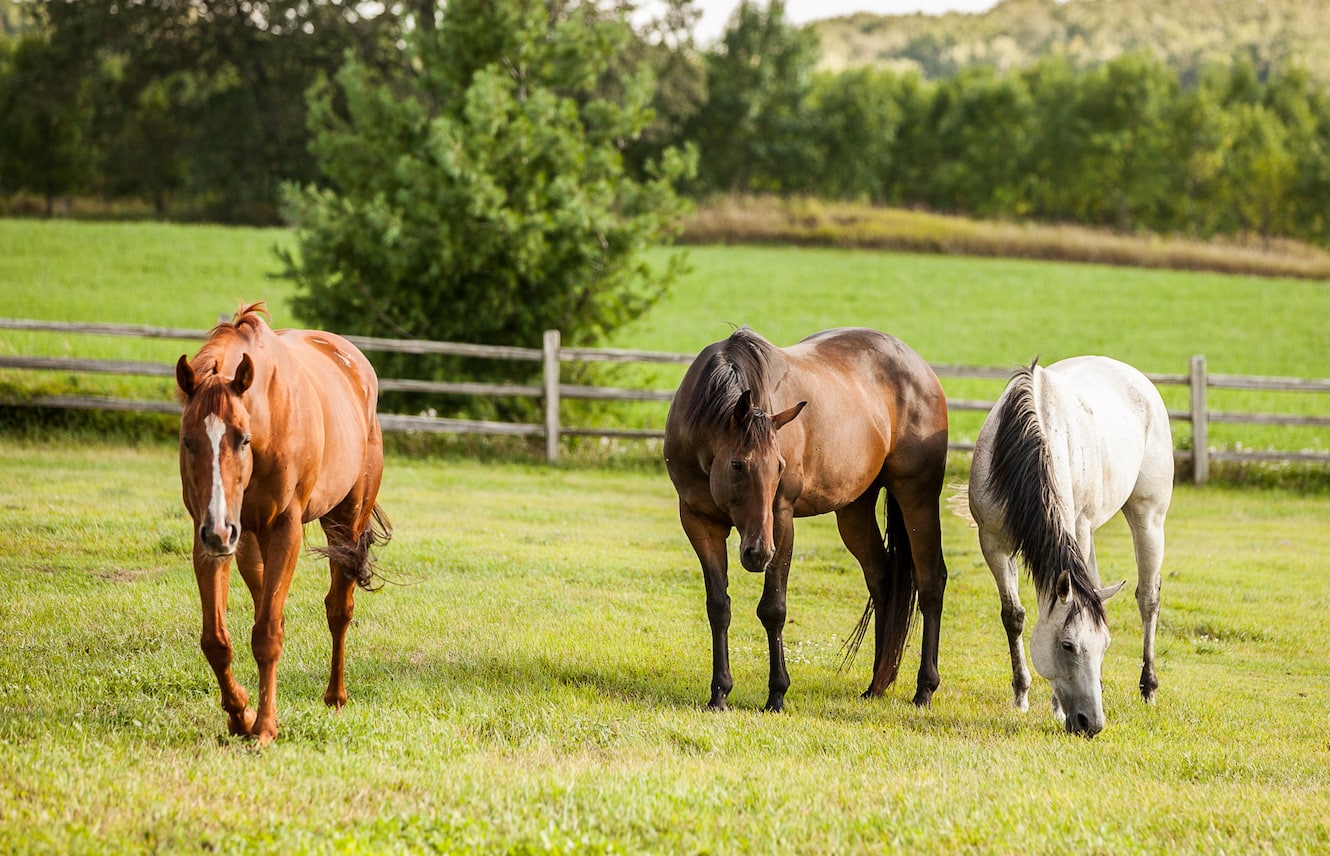 Featured image for “Your OTTB Colic Prevention Plan”