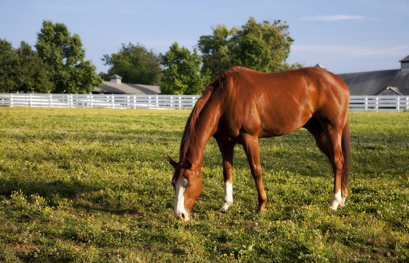 Featured image for “Feeding Your OTTB”