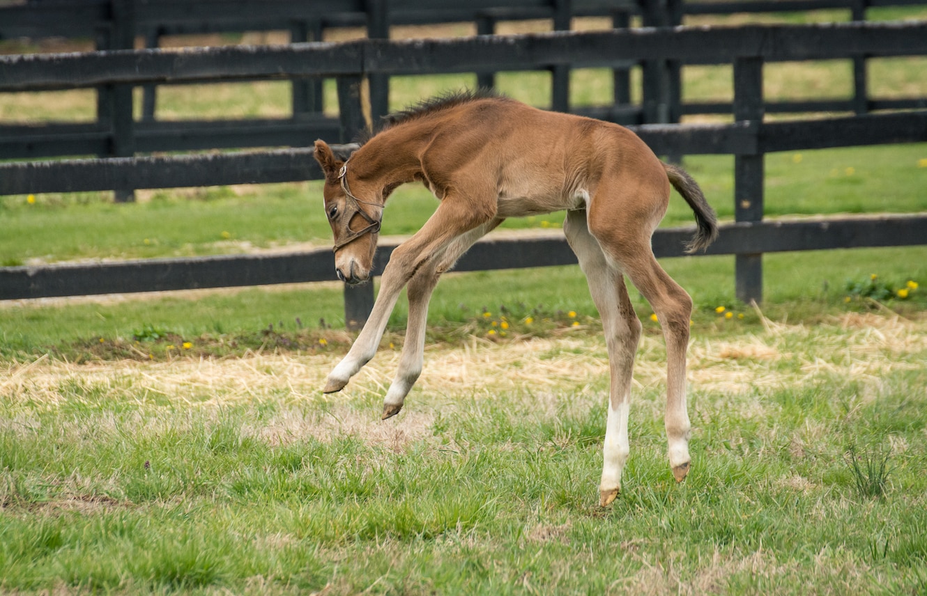 Featured image for “Inside a Thoroughbred Nursery”