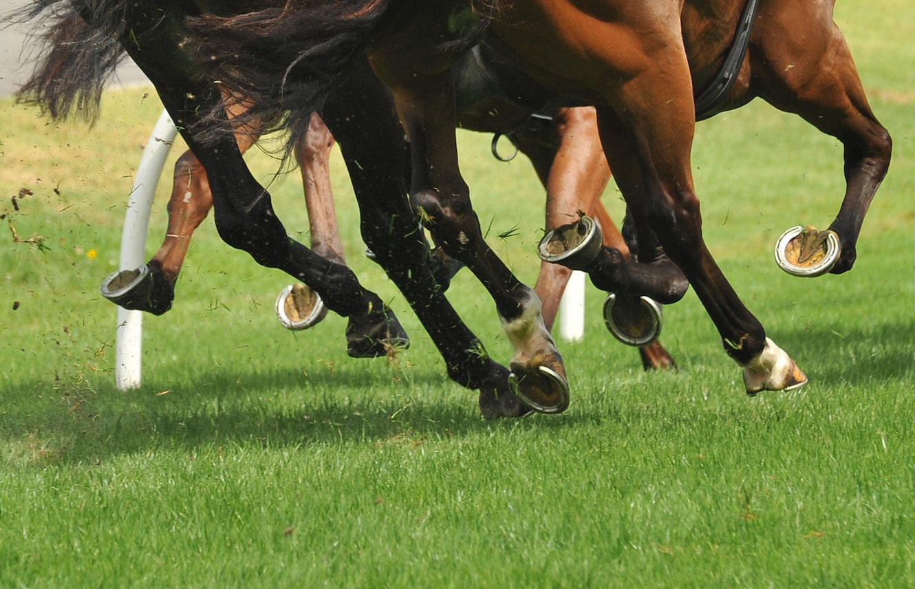 Feet Archives - Springhill Equine Veterinary Clinic