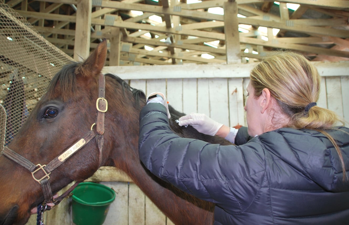 Featured image for “Microchipping Your Horse”