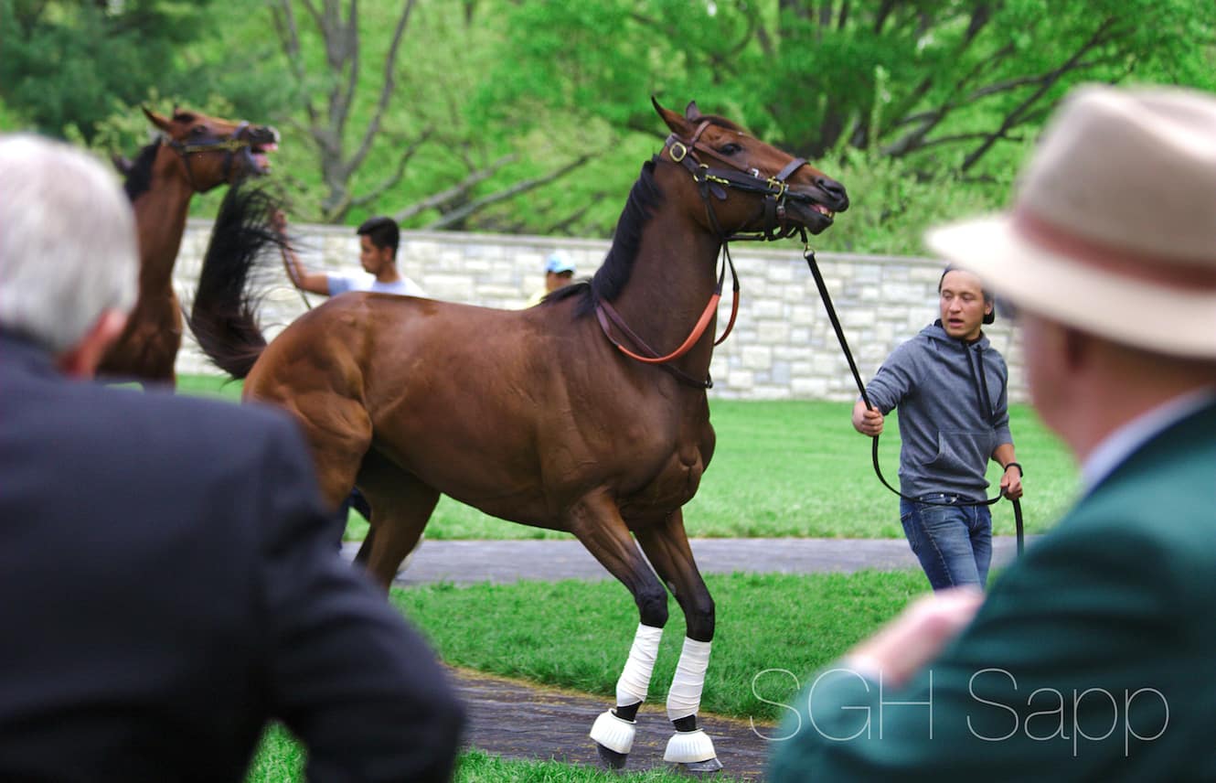 Featured image for “Paddock Schooling”