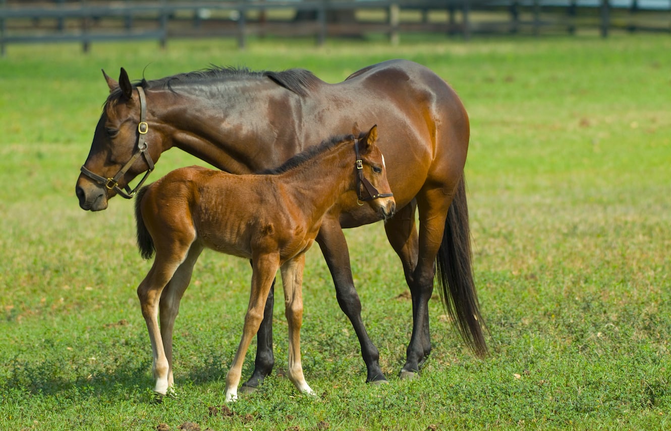 Featured image for “Registering Racehorses”