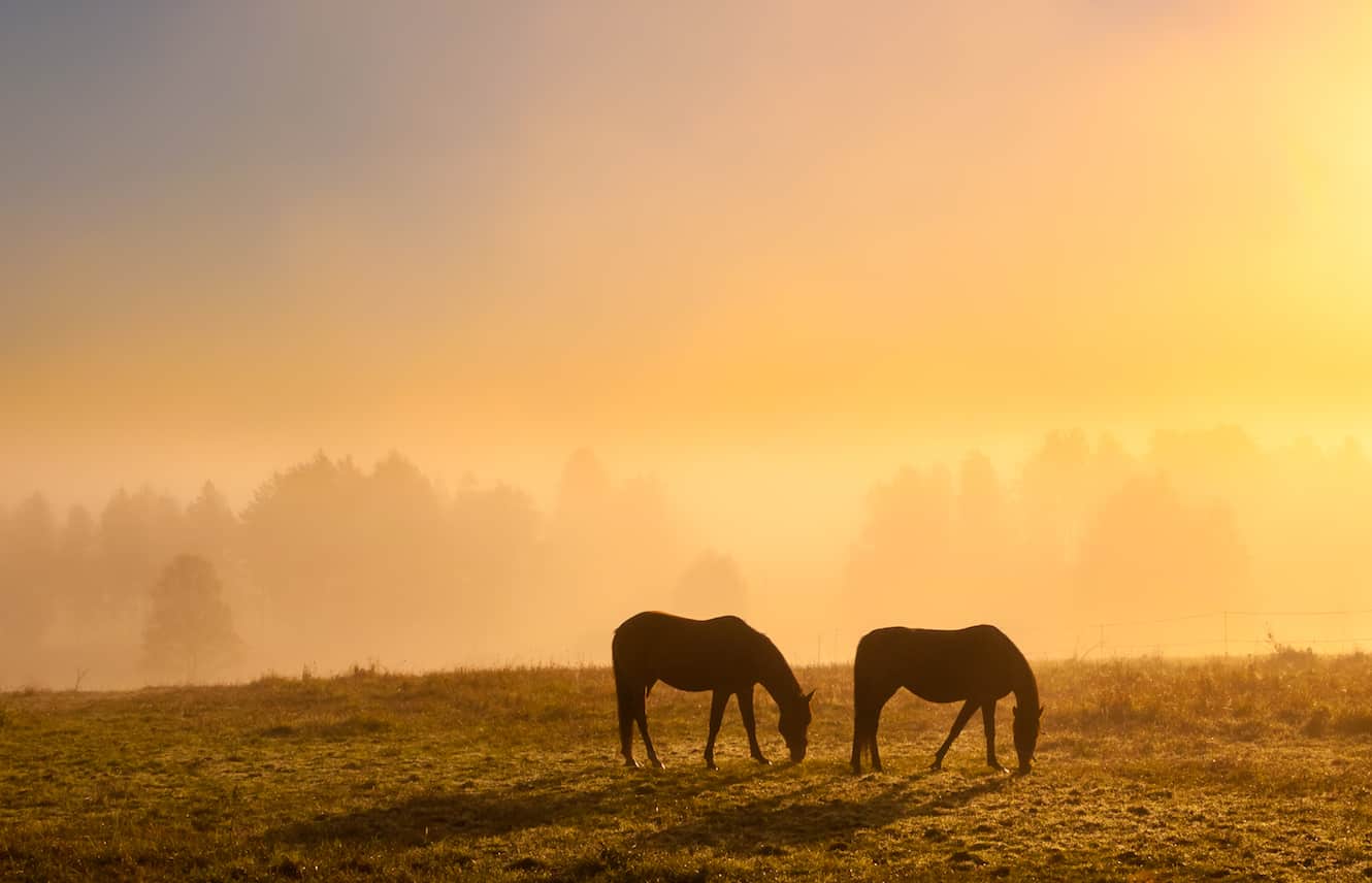 Featured image for “OTTBs and Skin Crud”