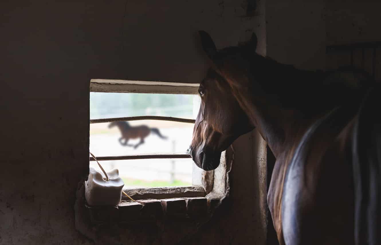 Featured image for “Surviving Stall Rest”