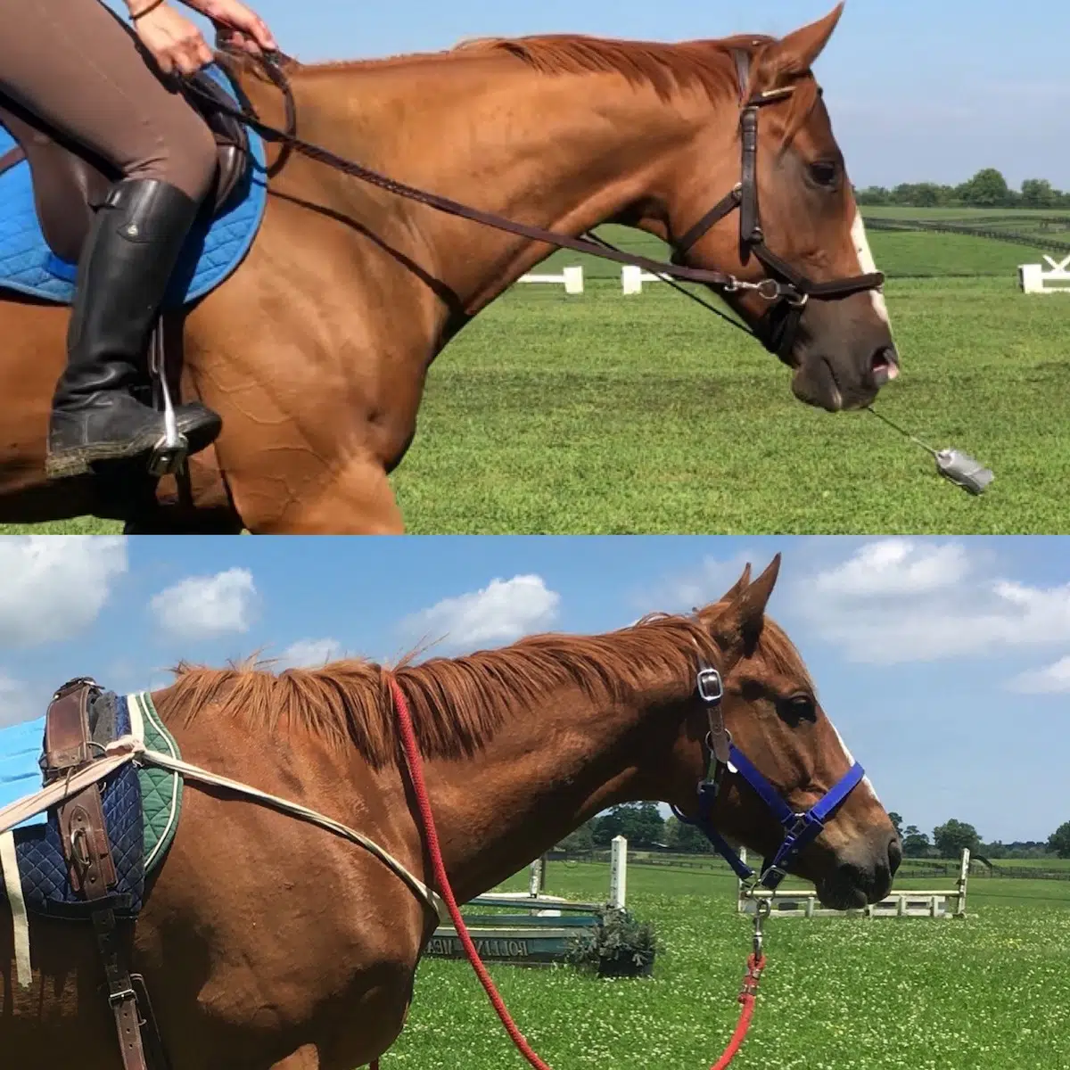 Featured image for “Strong to the Core: Under Saddle”