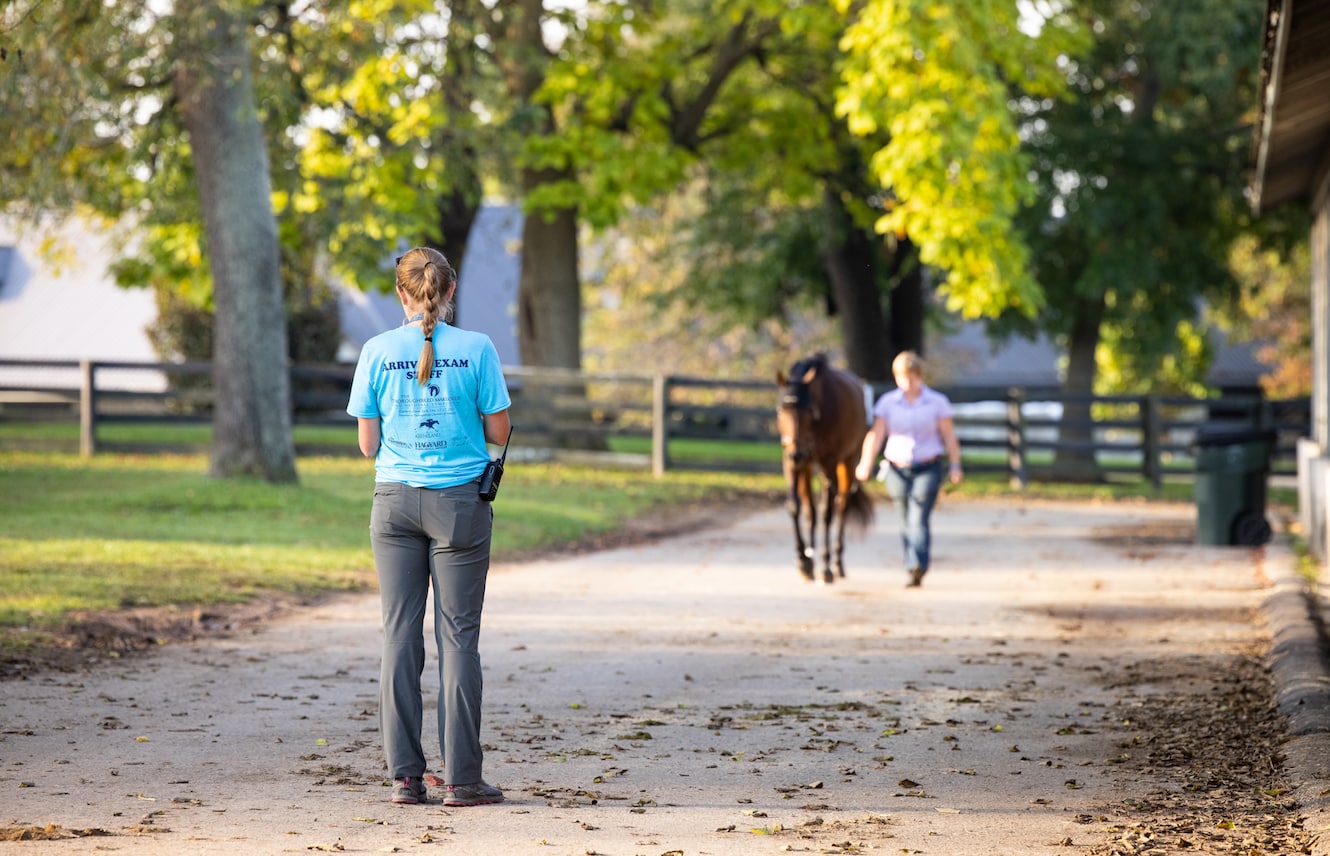 Featured image for “Common Injuries in Retiring Racehorses”