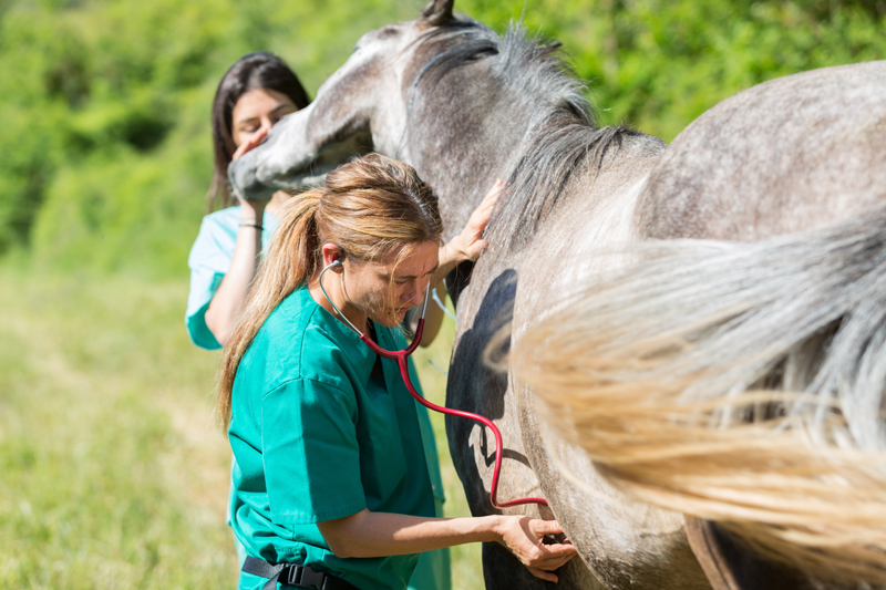 ArrivalExamVet