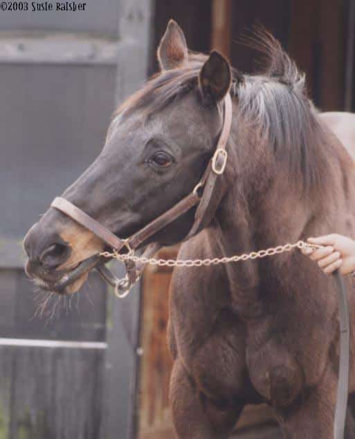 Featured image for “Team USA and Team OTTB at WEG”