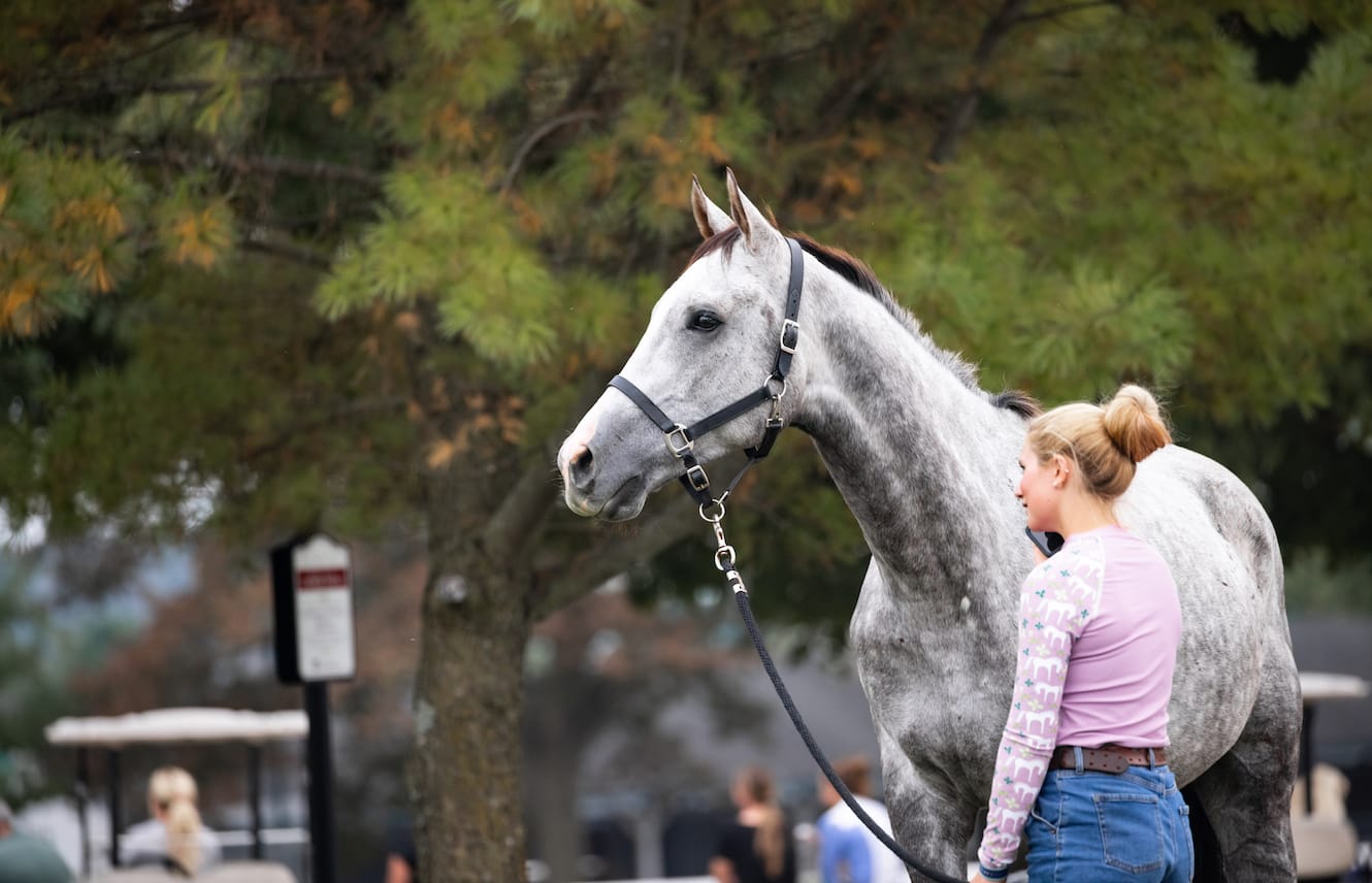 Featured image for “What Can This Horse Do?”