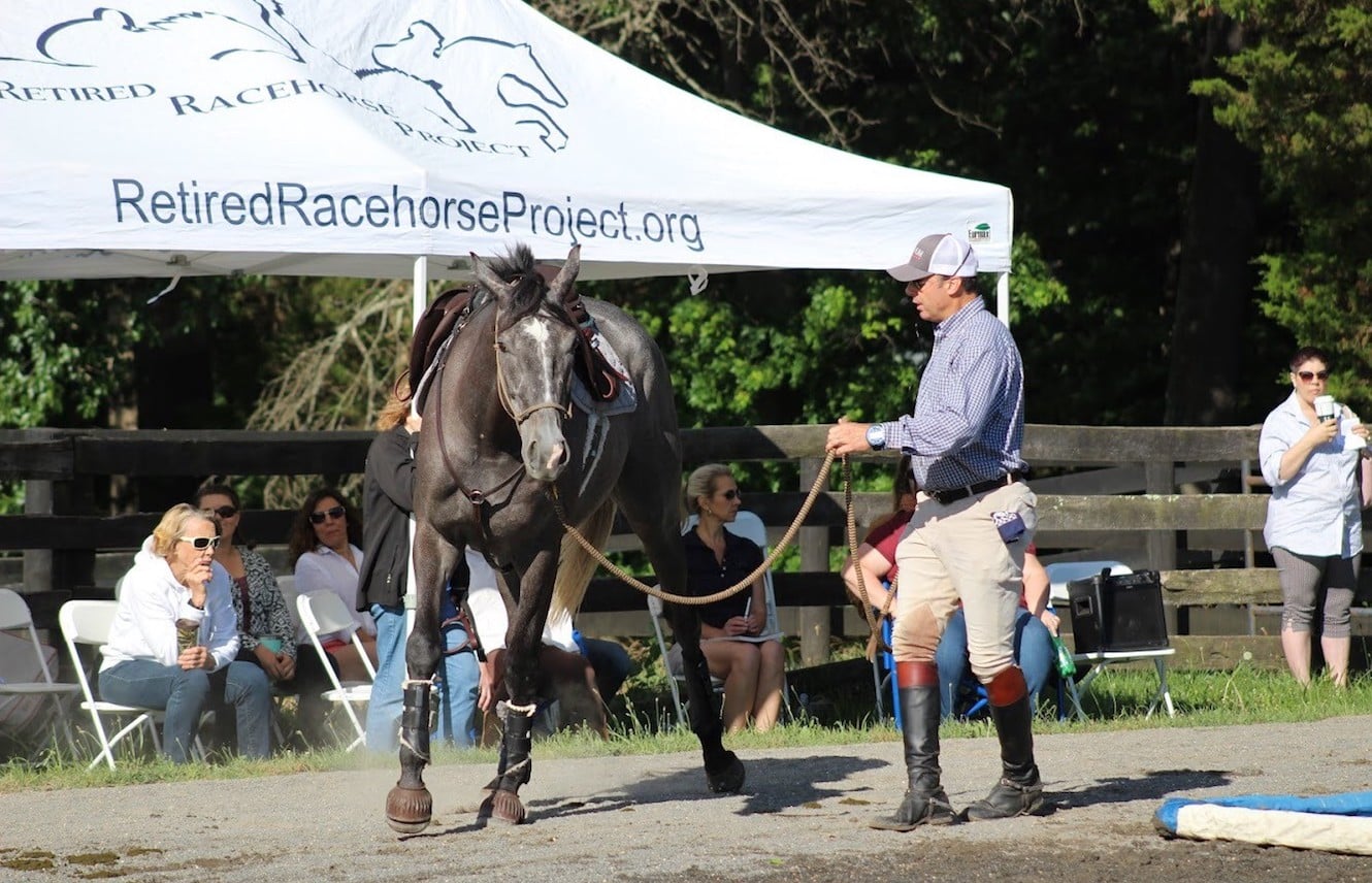 Featured image for “Re-Educating the OTTB”