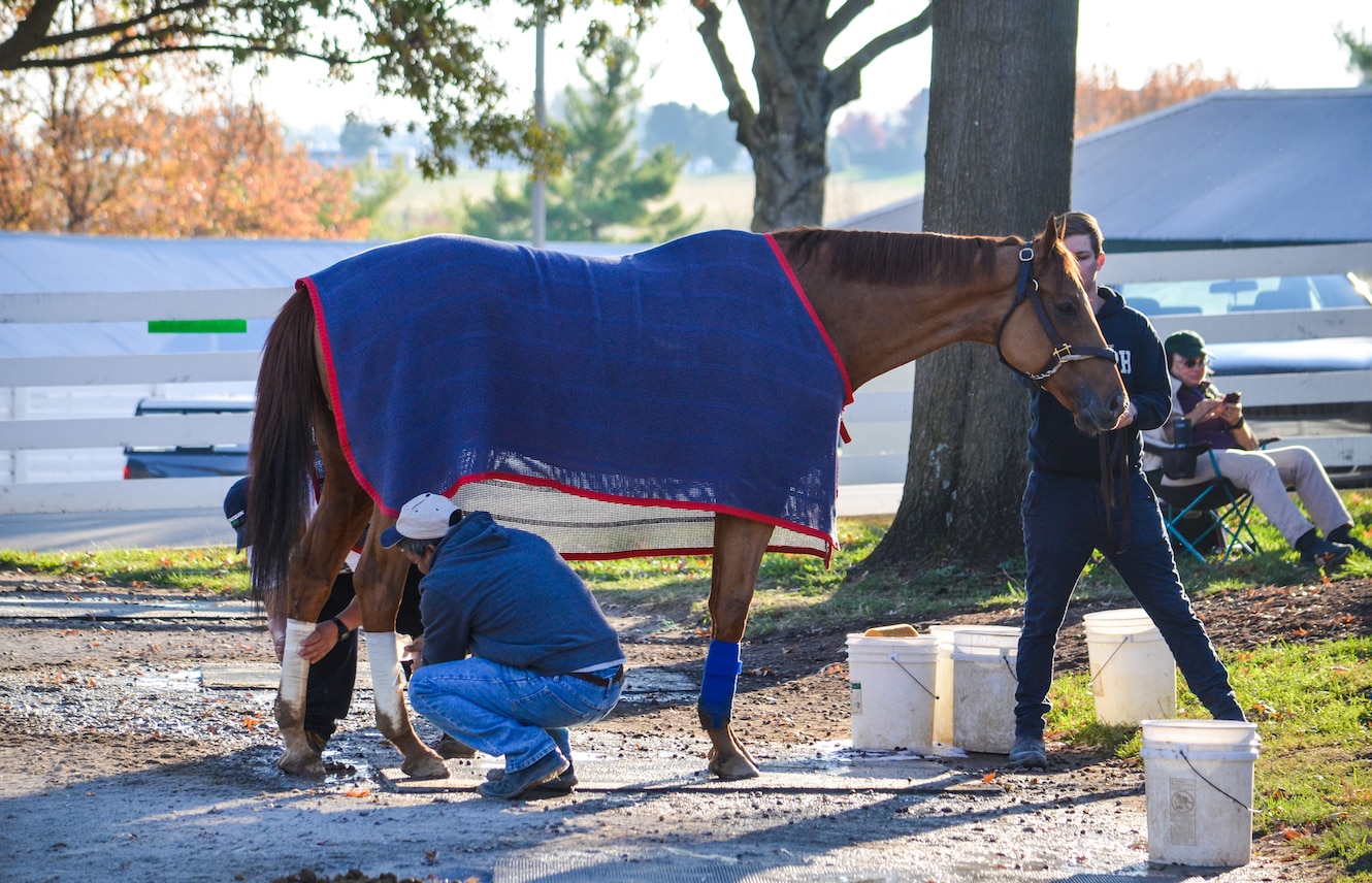 Featured image for “Racehorse Recovery”