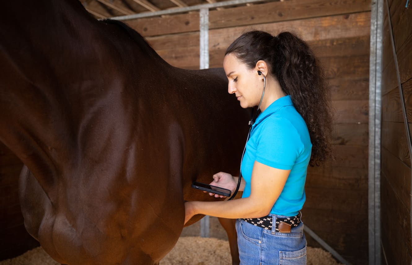 Featured image for “Gastric Ulcers and OTTBs”