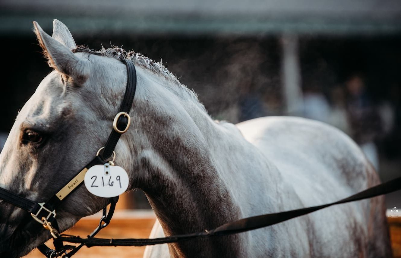 Featured image for “Supporting the OTTB Topline”