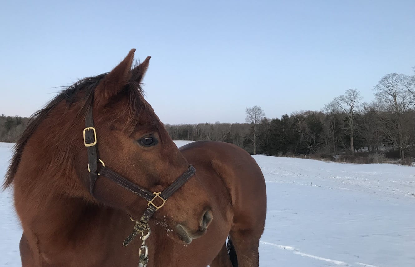 Featured image for “Cold Weather Concerns for OTTBs”