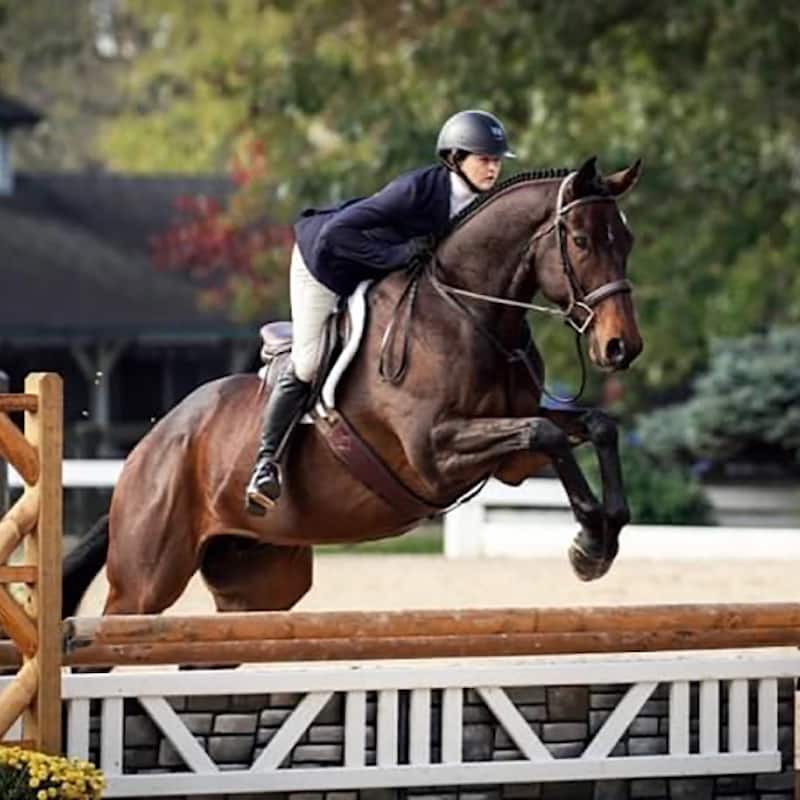 Featured image for “Show Hunter Icarius Is The ‘People’s Choice’ At Thoroughbred Makeover”