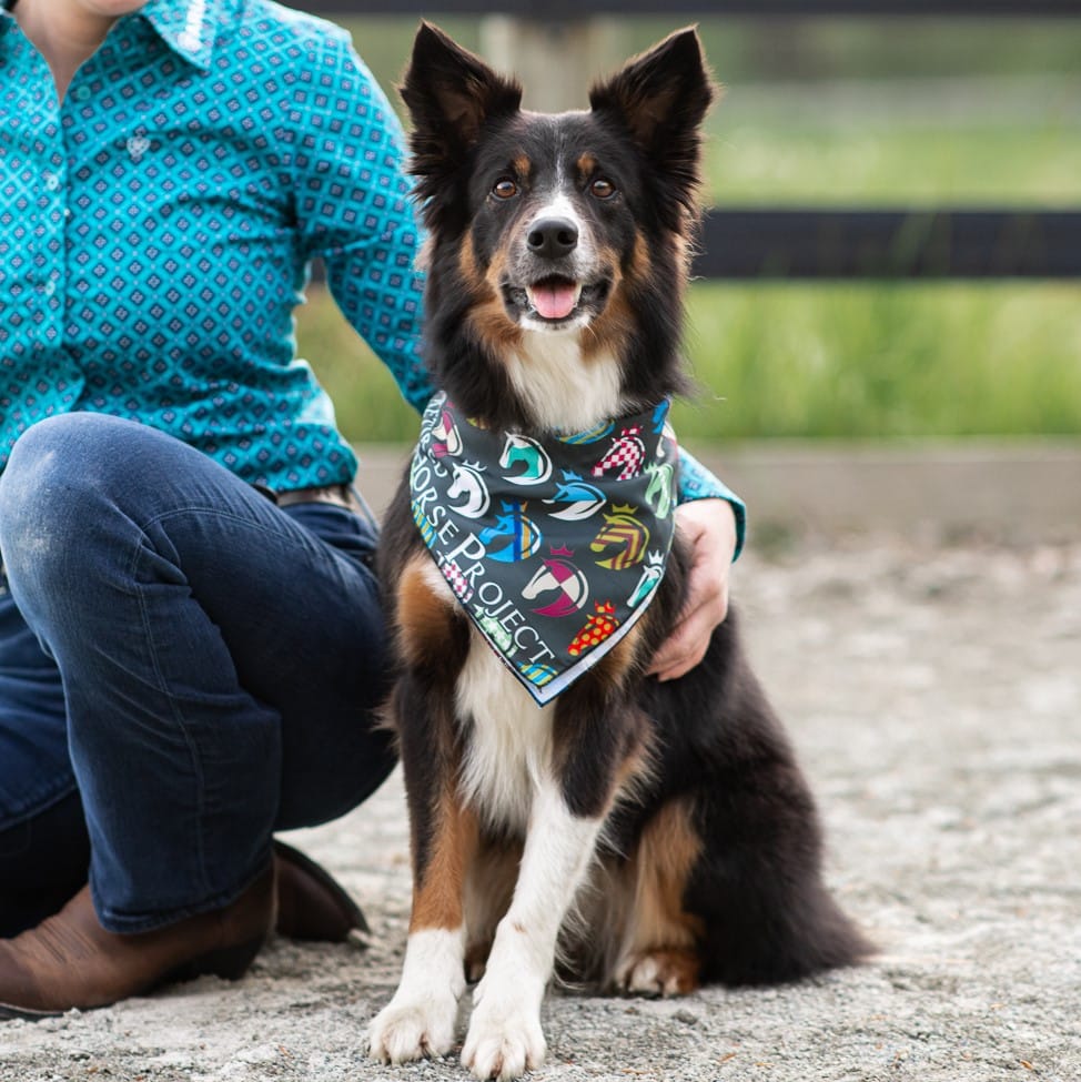 Featured image for “Silks Bandana”