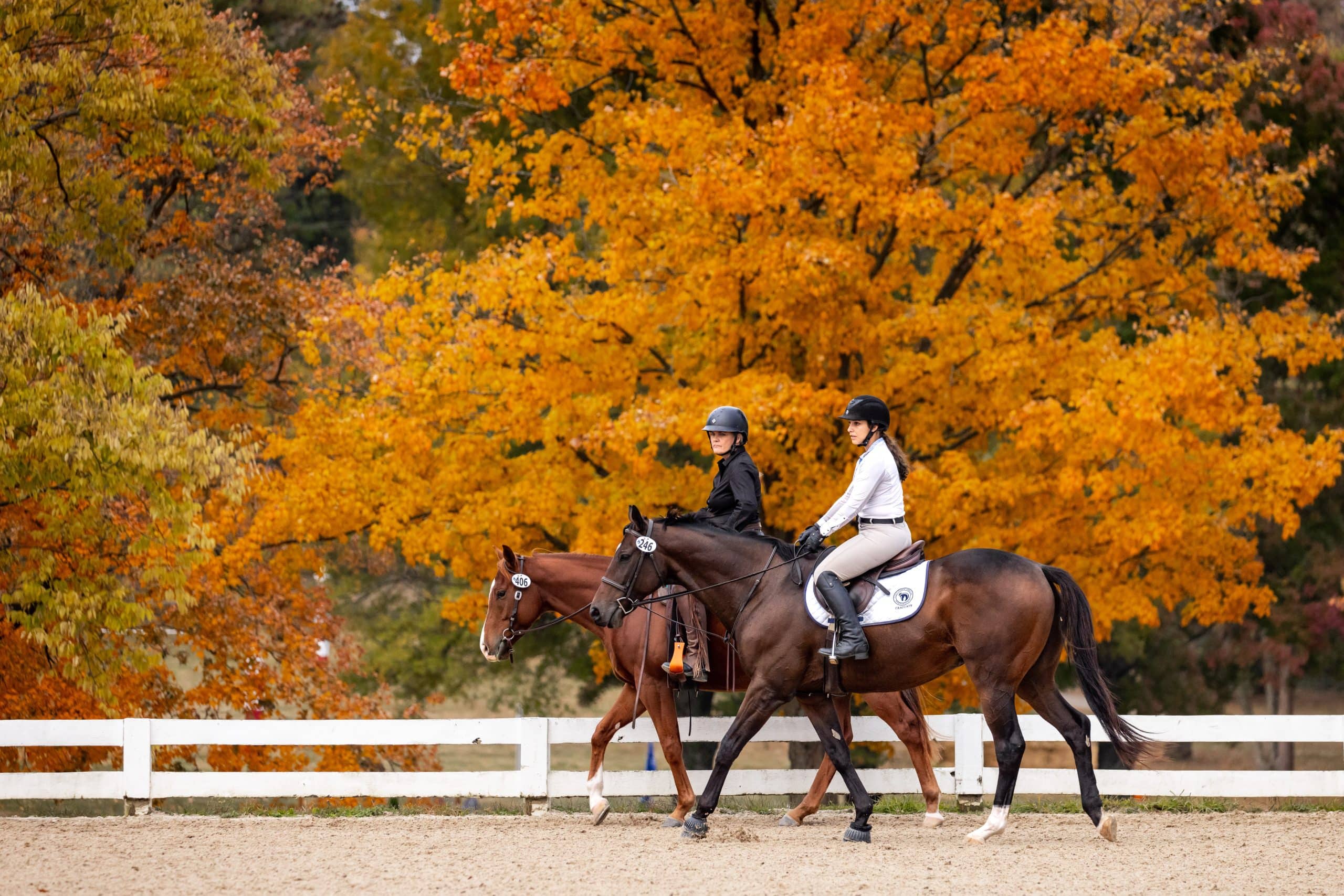 Featured image for “Meet the Horses of the Thoroughbred Makeover Class of 2023”