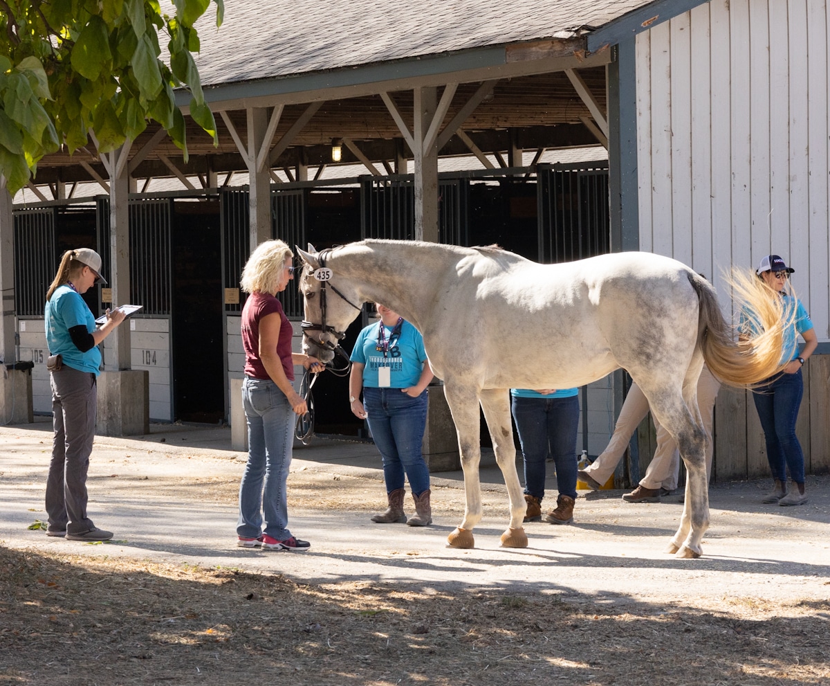 Featured image for “Perfecting Your OTTB’s Body Condition”