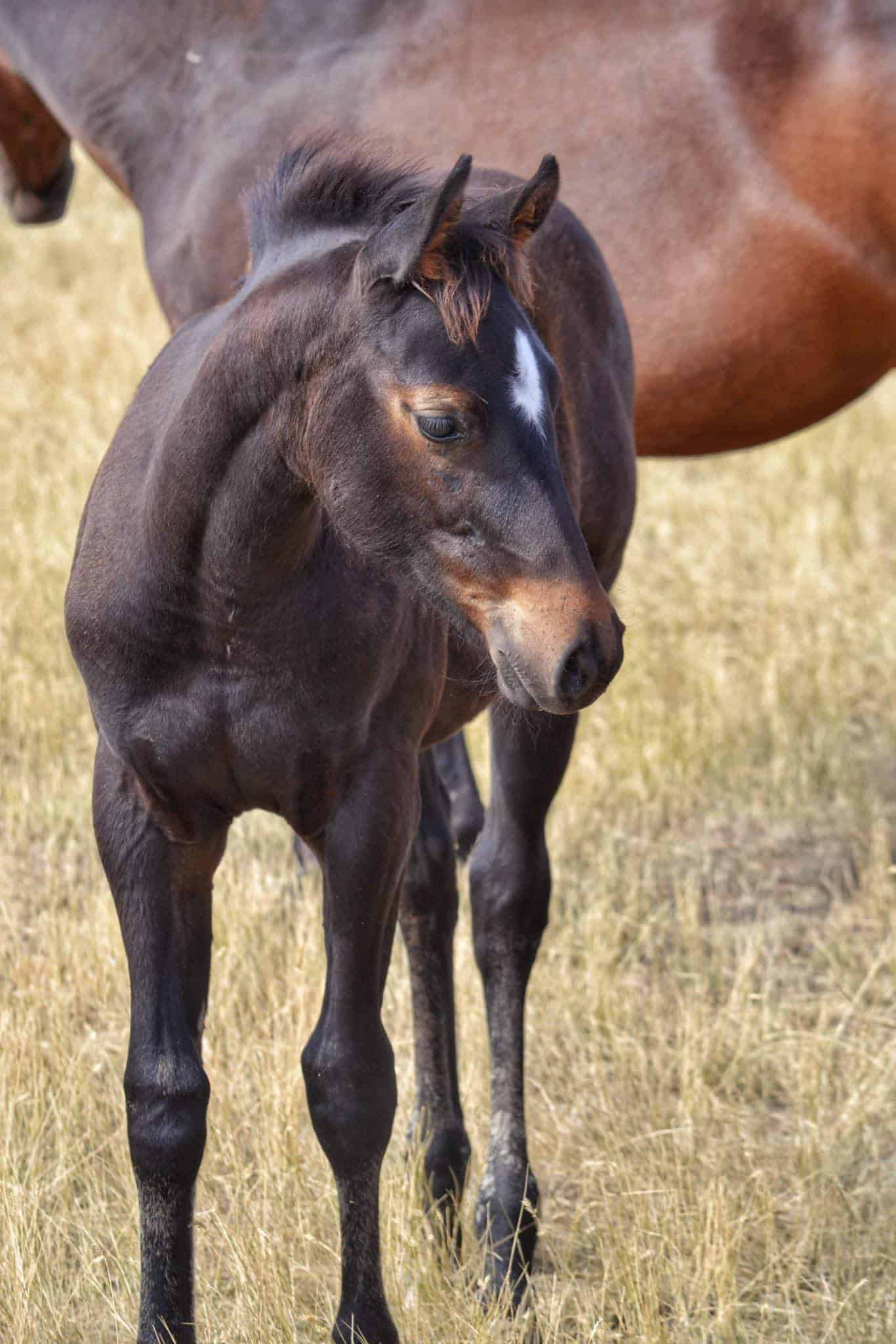 Appaloosa horse] - The Portal to Texas History