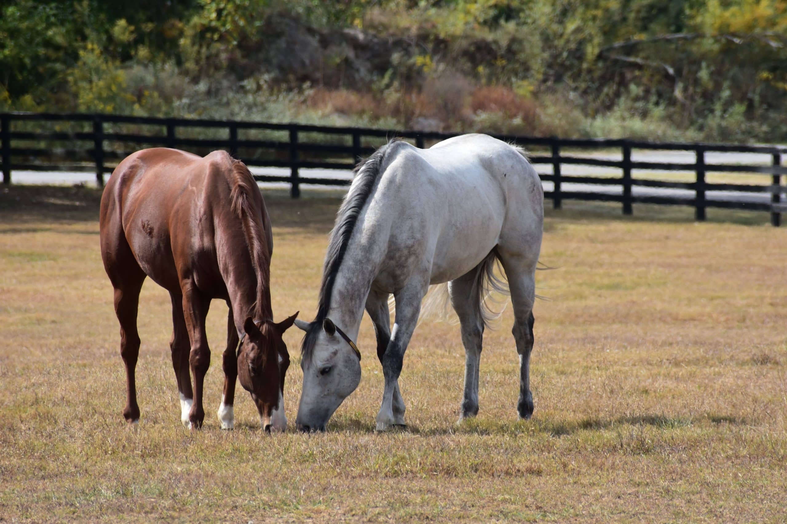 Featured image for “How To OTTB-Shop”