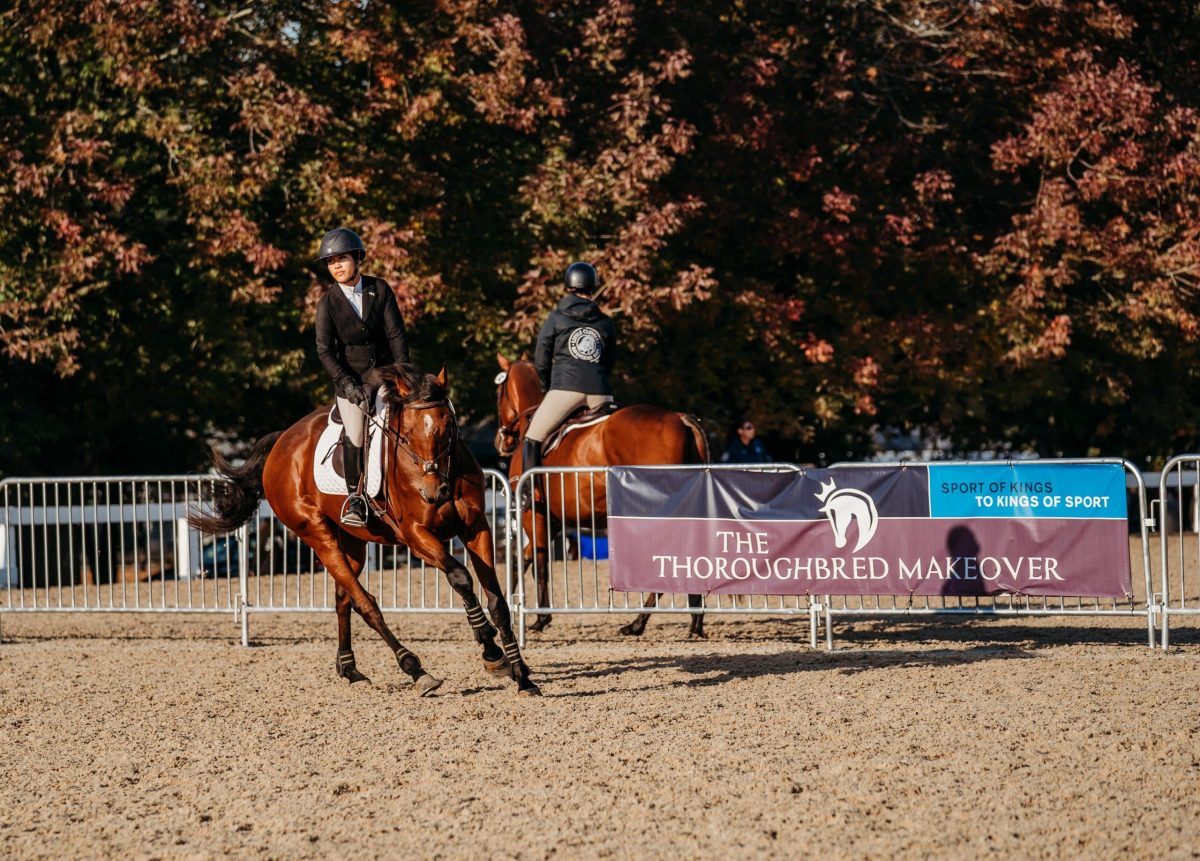 Featured image for “RRP Launches 2024 Thoroughbred Makeover Fundraising Initiatives”
