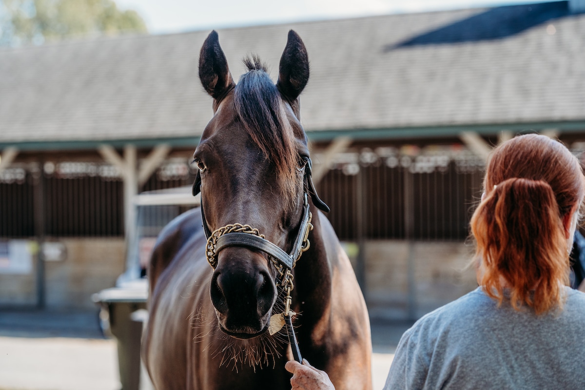 Featured image for “Castrating Male Horses”