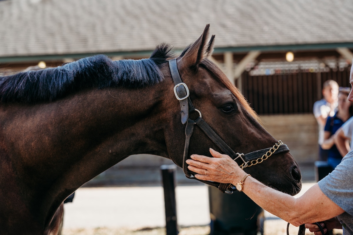 Featured image for “Why Your OTTB (Probably) Isn’t a Rescue”