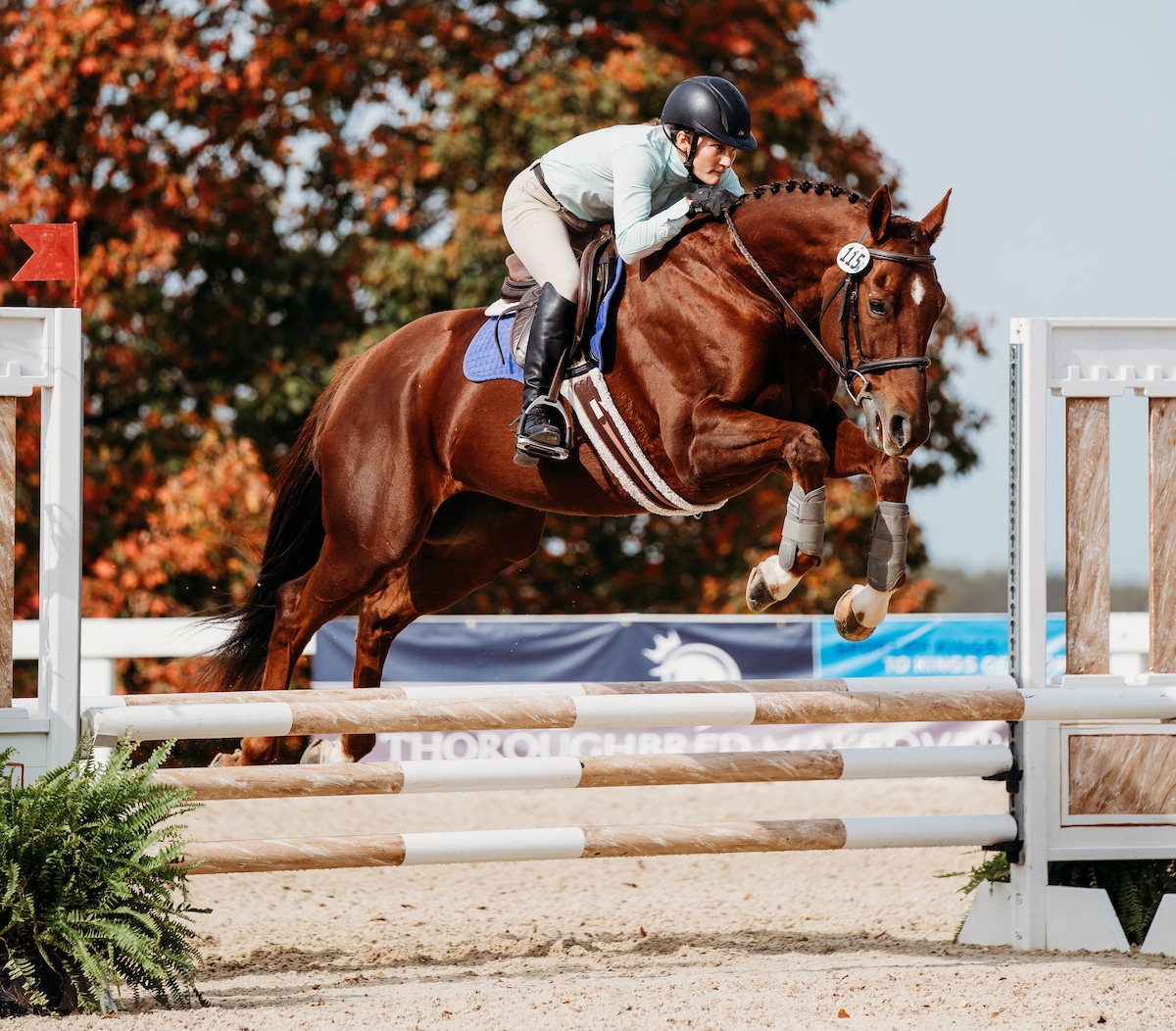 Featured image for “2024 Thoroughbred Makeover Rulebook Now Available”