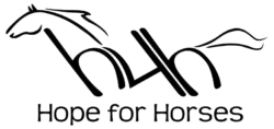 Equine Rescue & Adoption Foundation