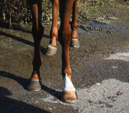 Featured image for “Tendon Injuries in Off-Track Thoroughbreds”